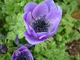 Anemone Mauve 